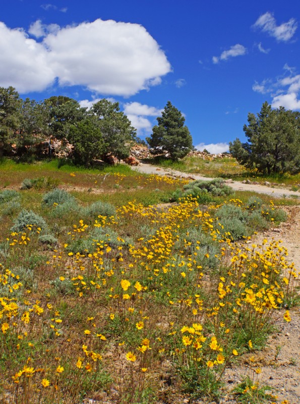 Sierra Wild Flowers