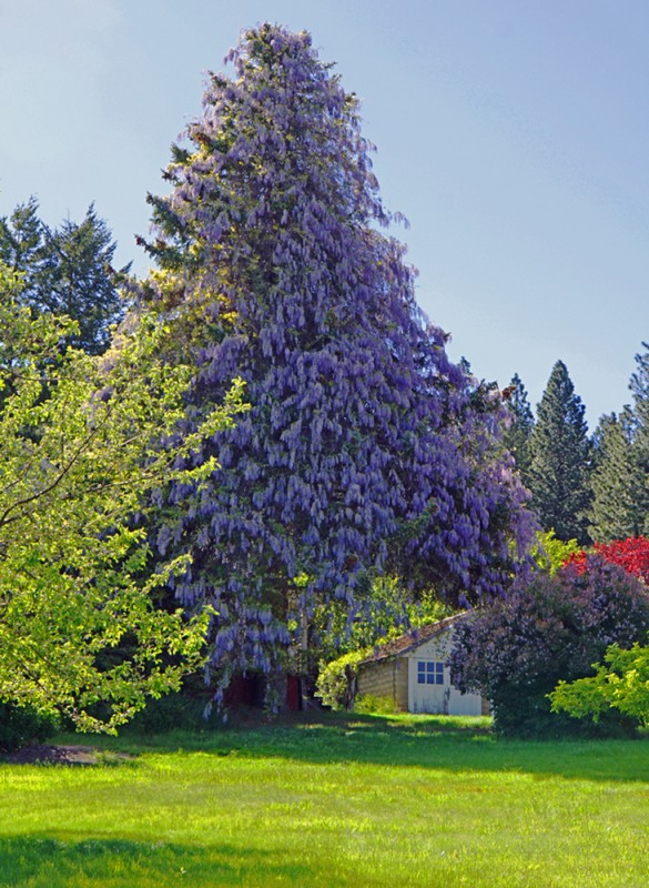 The Magic of Springtime