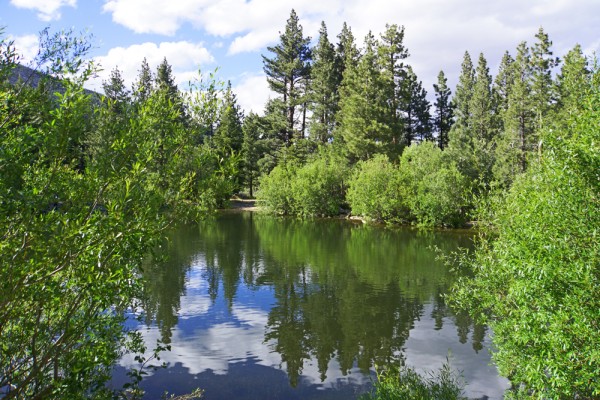 Marilyn's Pond Reflections