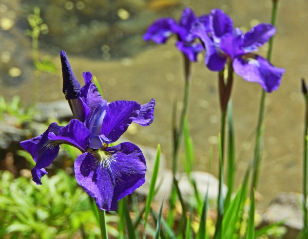 Springtime Iris
