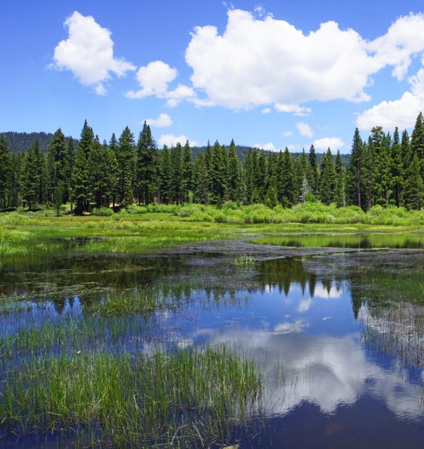 Springtime Reflections