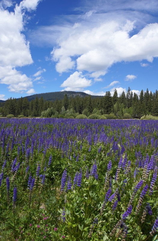 The Glory of Springtime