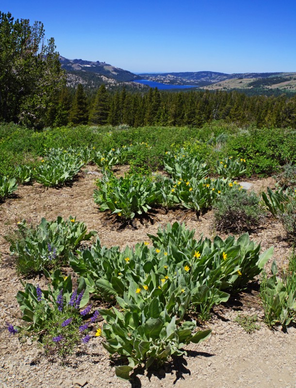 Caples Lake