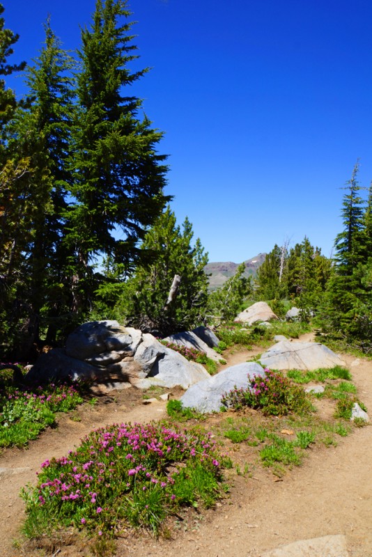 Hiking the High Sierras