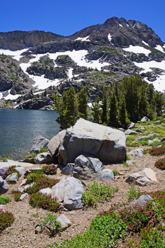 The Wildflowers of Winnemucca Lake