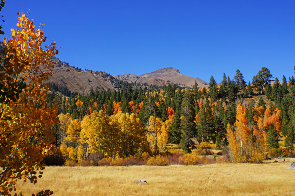 An Aspen's View