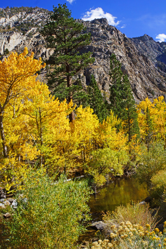 Aspen Reflections