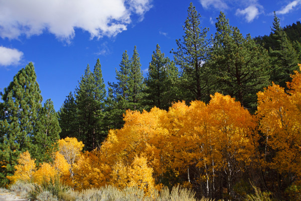 Aspens Glow - WP