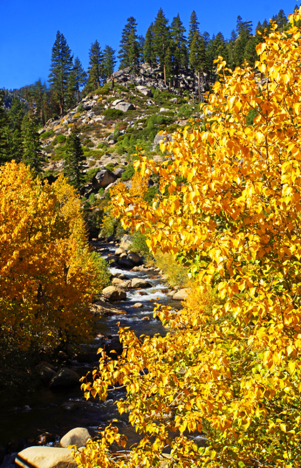 Autumn Rapids
