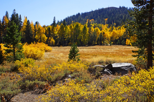 Autumn Sierra Pasture