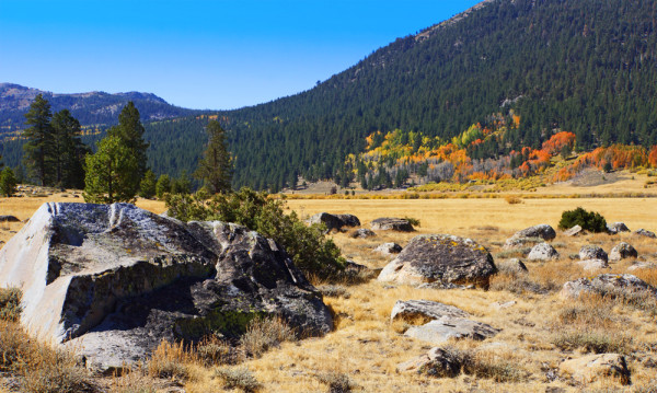 Changing Aspens