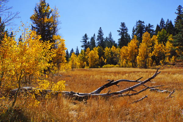Fallen Aspen