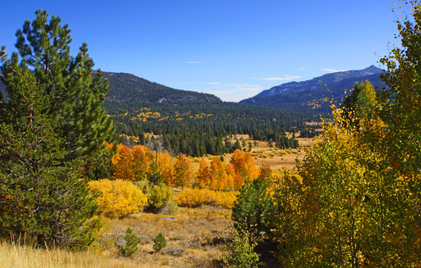 Hope Valley's Autumn Paint Brush