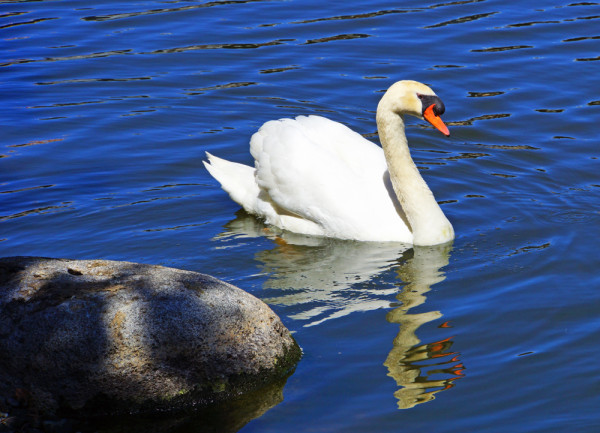 A Swan's Song
