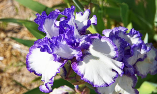 Spring Iris II