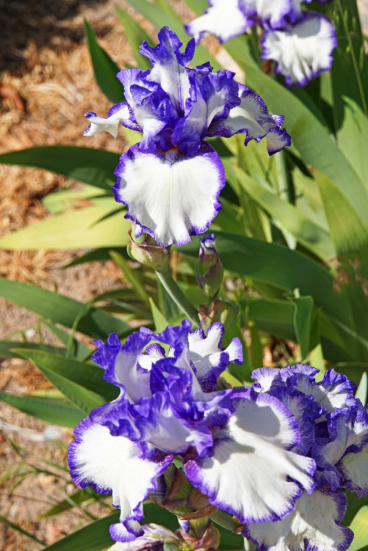 Spring Iris