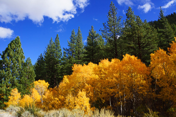 Aspens Sharing the Forest - WP