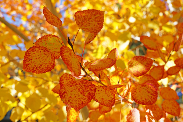 Aspen's Autumn Glow