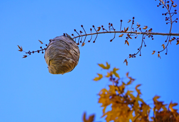 Giant Wasp Nest